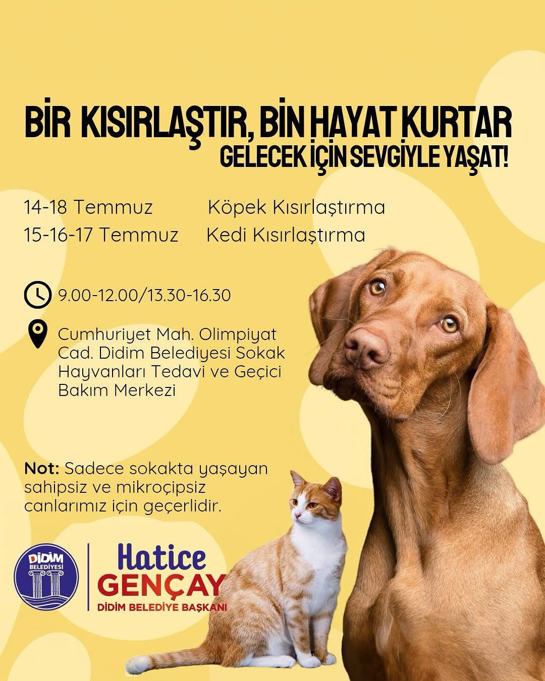 DİDİM BELEDİYESİ'NDEN SOKAK HAYVANLARINA ÜCRETSİZ KISIRLAŞTIRMA ETKİNLİĞİ