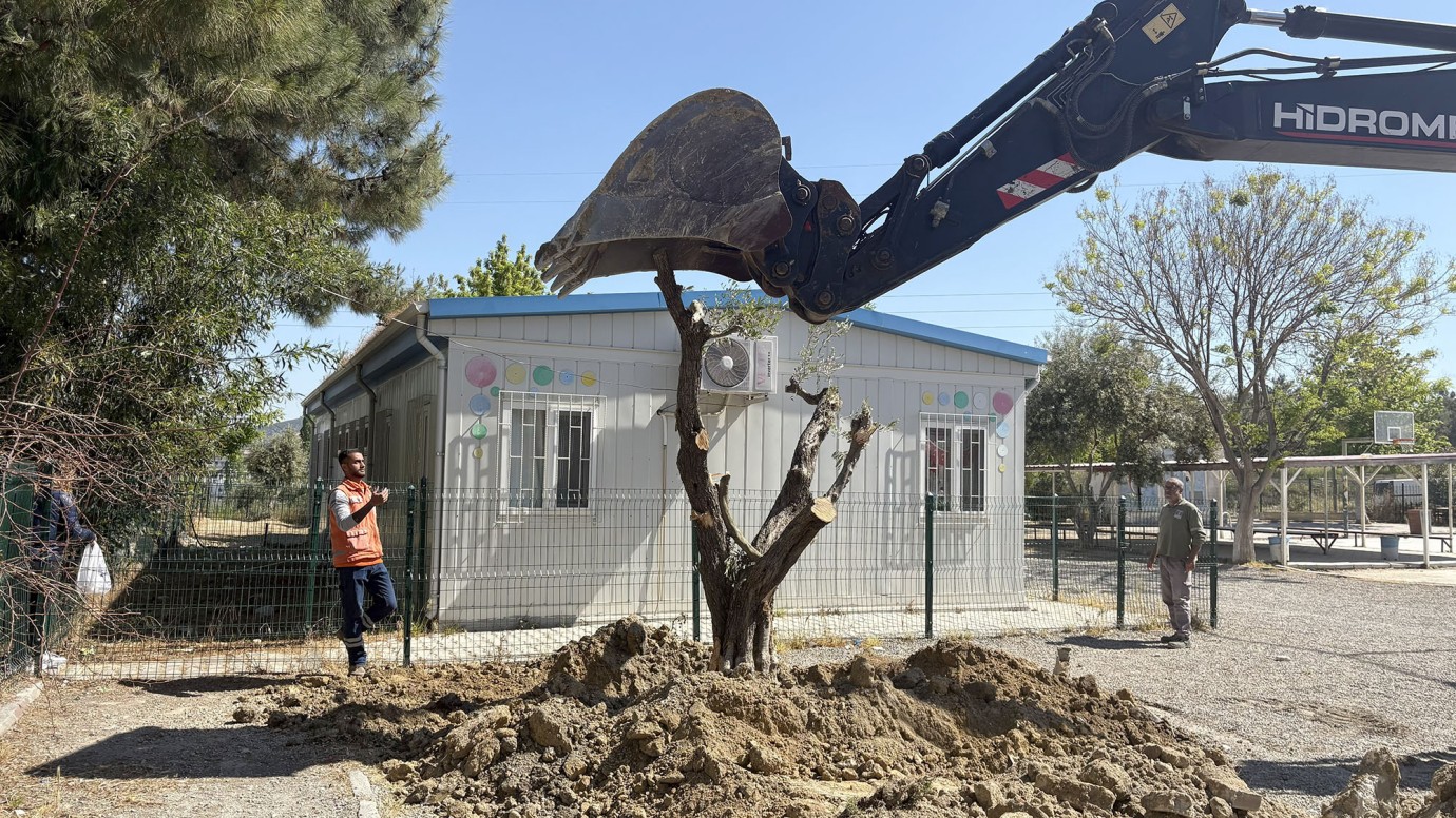 KUŞADASI BELEDİYESİ 410 AĞACI KESİLMEKTEN KURTARDI