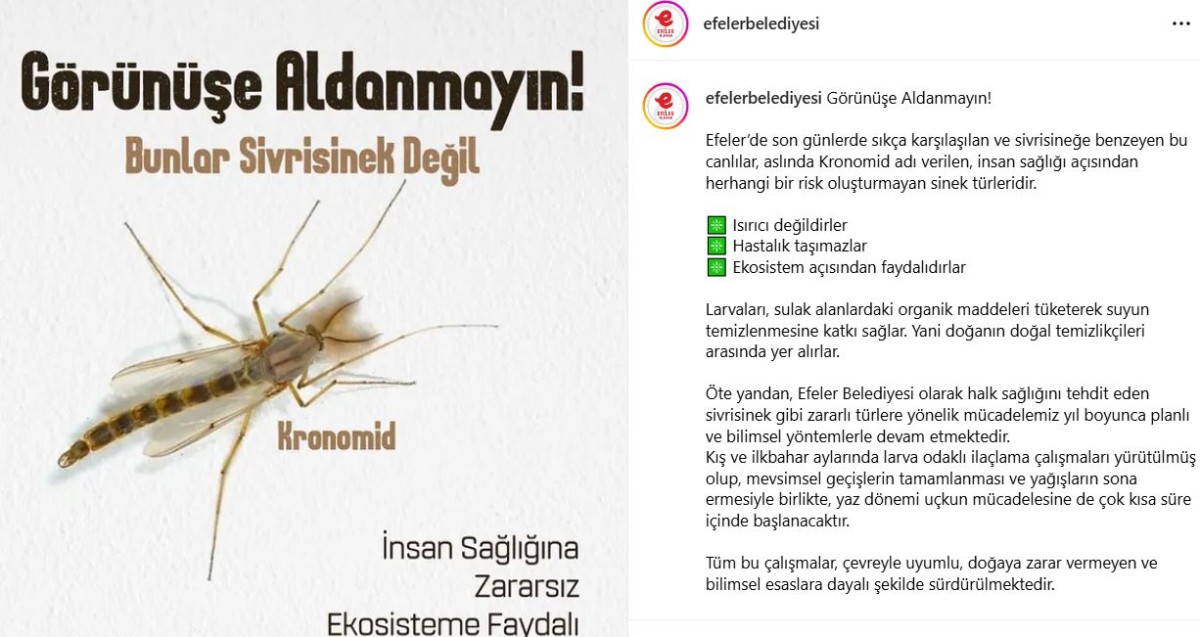 EFELER BELEDİYESİ’NDEN “YALANCI SİVRİSİNEK” KRONOMİDLER HAKKINDA ÖNEMLİ AÇIKLAMA İNSAN SAĞLIĞINA ZARARSIZ EKOSİSTEME FAYDALI