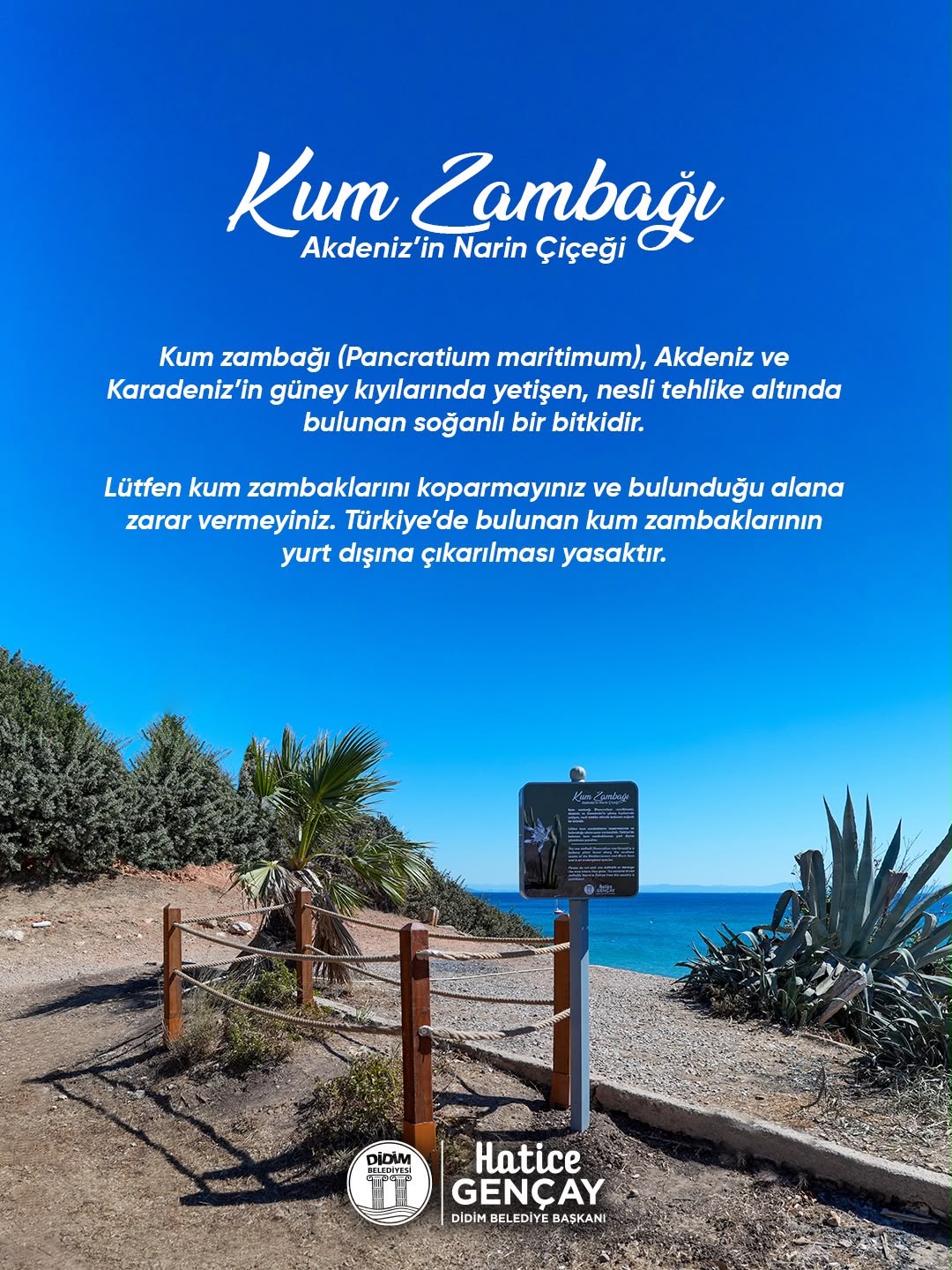 DİDİM 3. KOY’DA DOĞANIN NARİN GÜZELLİĞİ: KUM ZAMBAĞI
